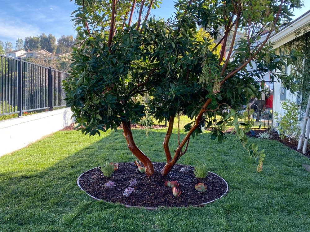Succulent garden beneath a lush tree in a residential backyard with green grass.