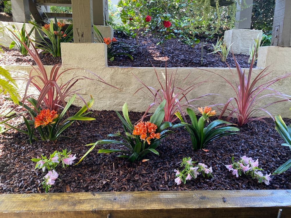 Vibrant garden featuring orange and pink flowers with lush greenery and brown mulch.